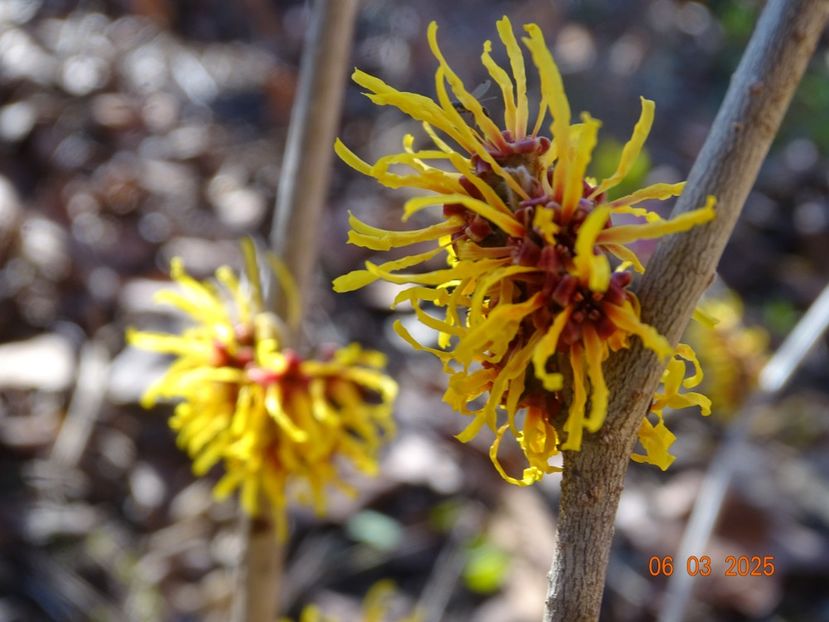  - Copacei si arbusti 2025