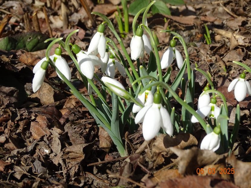 galanthus nivalis - Primavara 2025