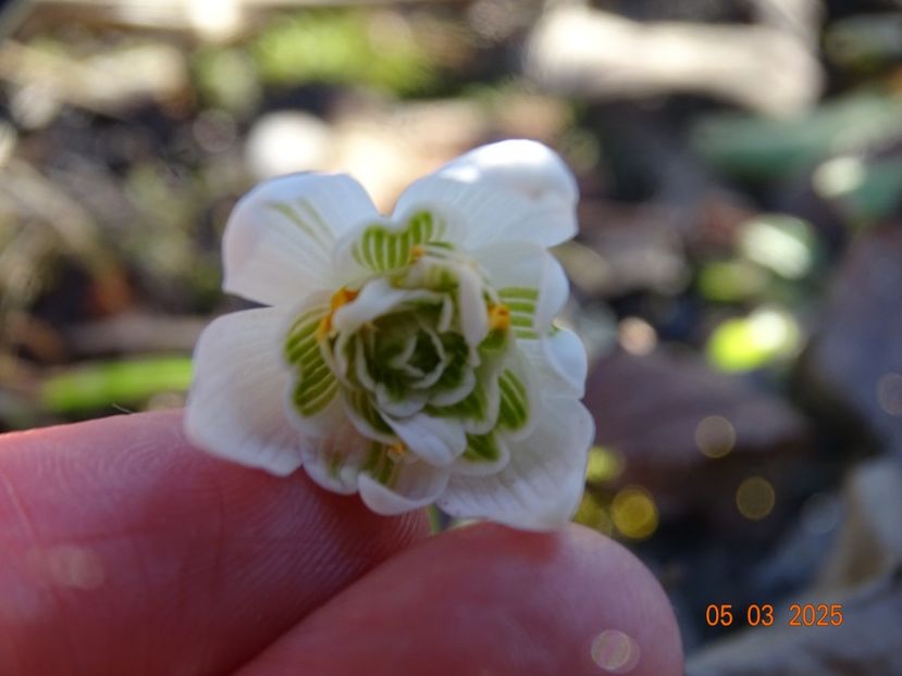 galanthus Flore Pleno - Primavara 2025