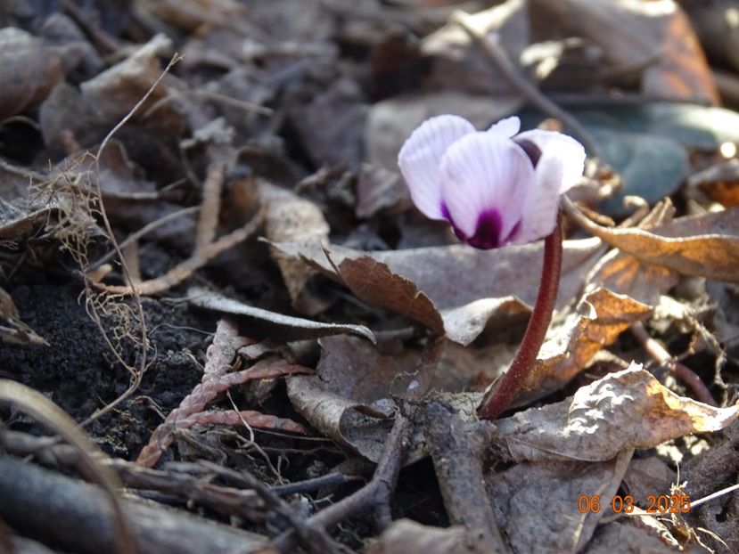 cyclamen coum Porcelain - Primavara 2025