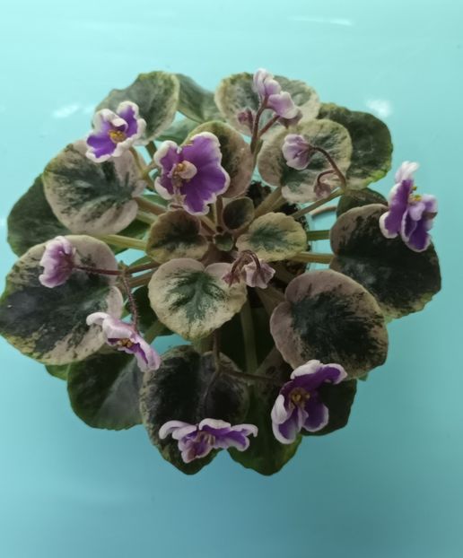  - NK Neznakomya Zvezda