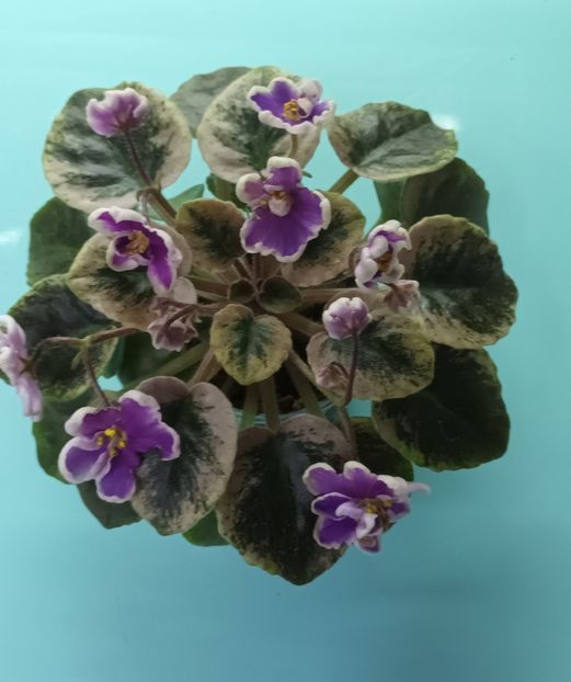  - NK Neznakomya Zvezda