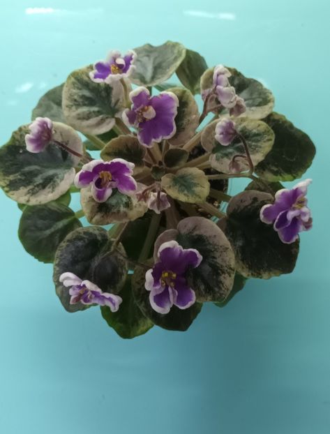  - NK Neznakomya Zvezda