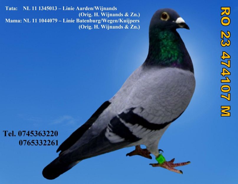 RO 23 474107 M REZERVAT GHINEA AUREL PRAHOVA Pret 200 Lei + transportul - ARHIVA