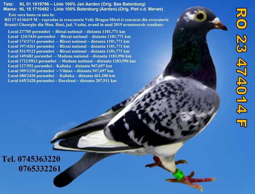 RO 23 474014 F REZERVATA GAITAN DUMITRU DAMBOVITA Pret 150 lei + transportul - ARHIVA