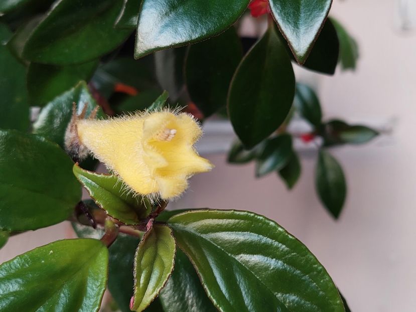 Nematanthus Flumiensis(7-03-2025 - Nematanthus 2025
