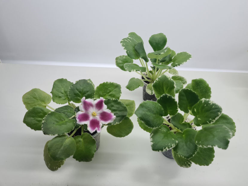 LE-Karusel - Violete de colectie de vanzare