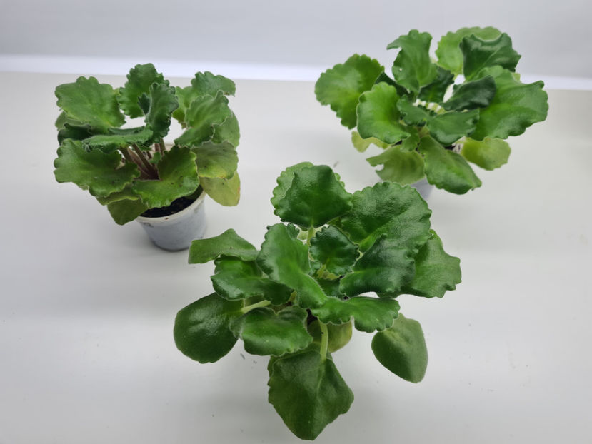 Curly Ocean - Violete de colectie de vanzare