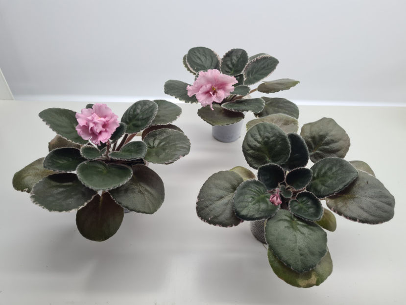 LE-Odaliska - Violete de colectie de vanzare