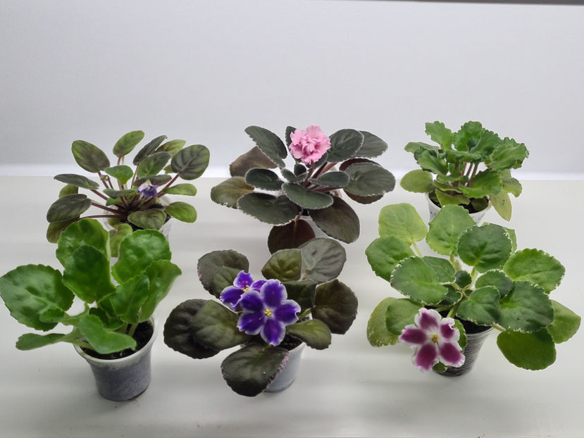  - Violete de colectie de vanzare