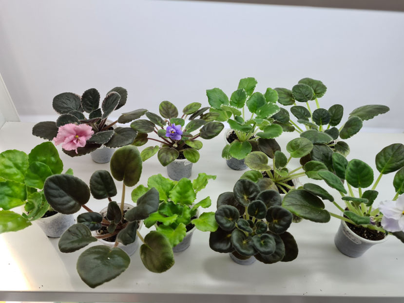  - Violete de colectie de vanzare