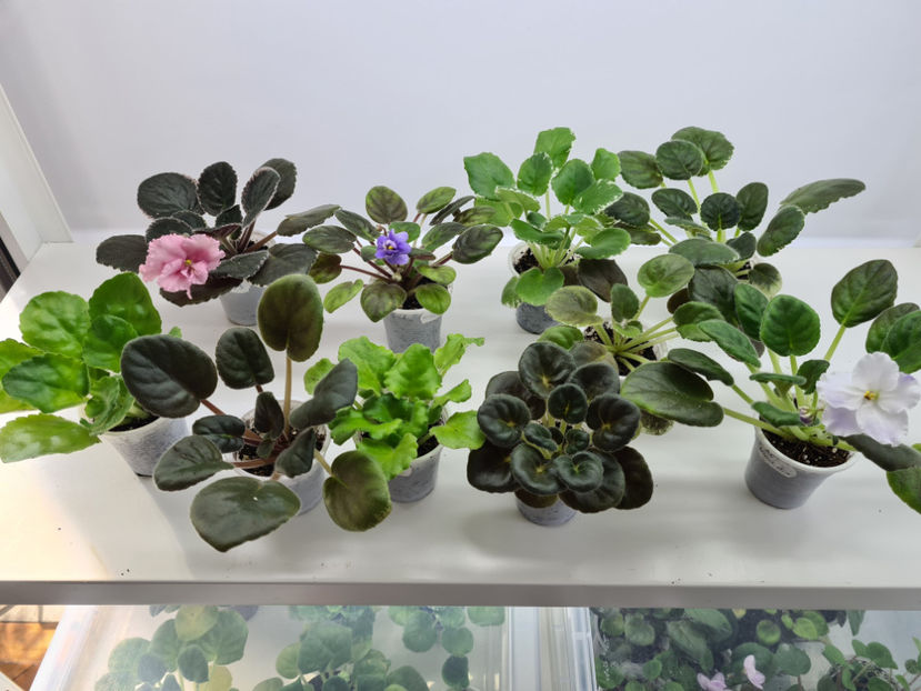  - Violete de colectie de vanzare