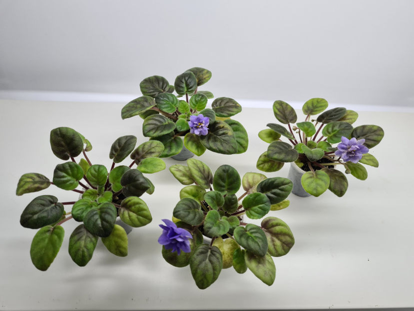 LE-Goluboi Potoc - Violete de colectie de vanzare