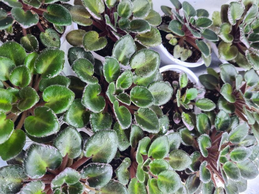  - Violete de colectie de vanzare