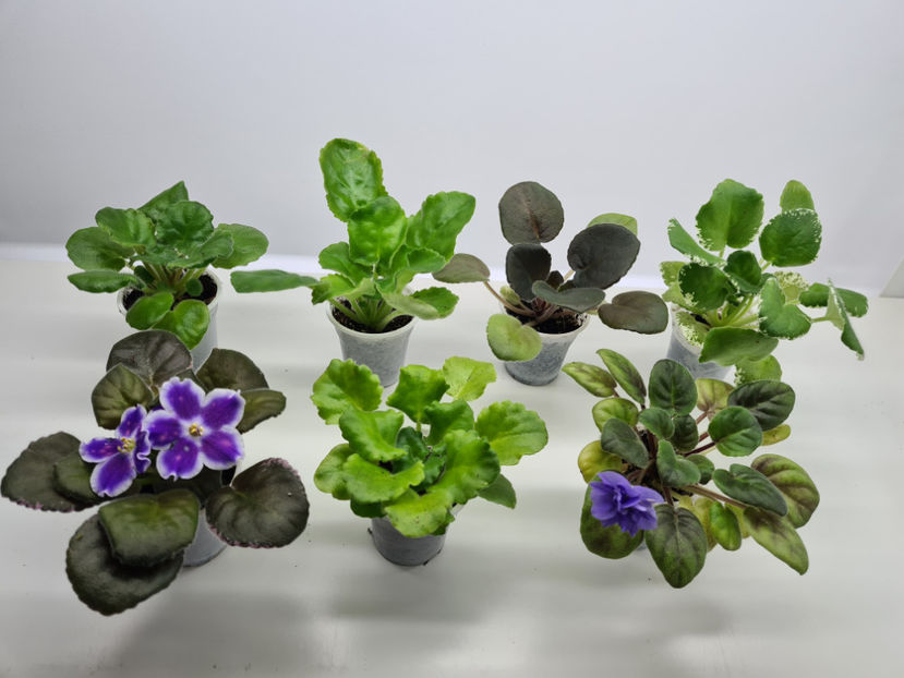  - Violete de colectie de vanzare