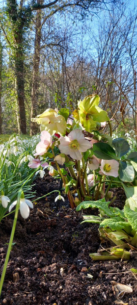  - Helleborus - Spanz