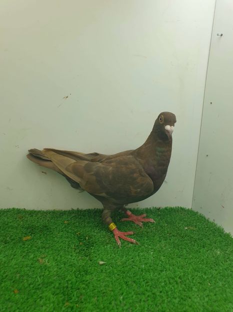  - Nu îmi aparțin 9