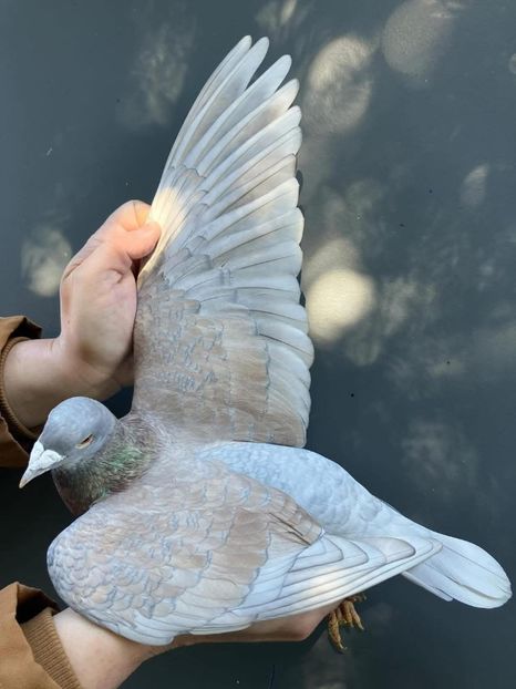  - Nu îmi aparțin 9