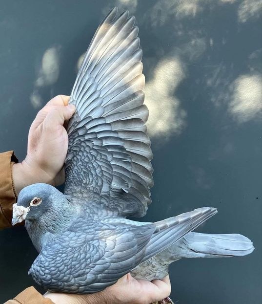  - Nu îmi aparțin 9