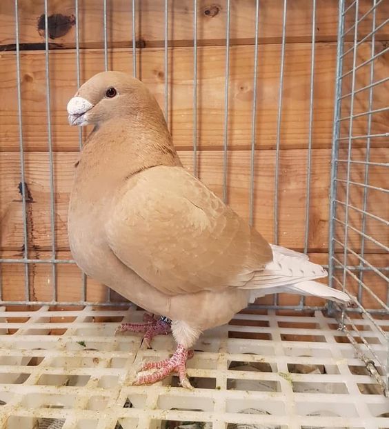  - Nu îmi aparțin 9