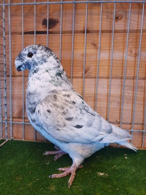  - Nu îmi aparțin 9