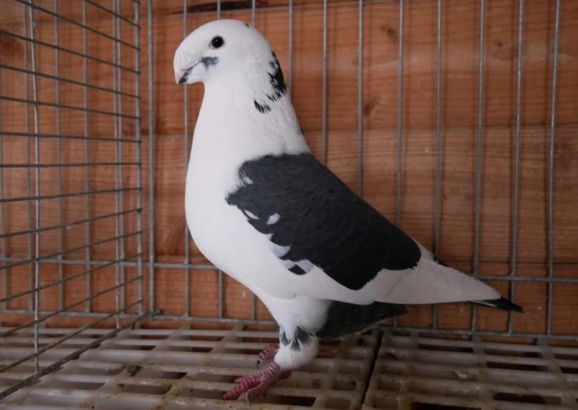  - Nu îmi aparțin 9