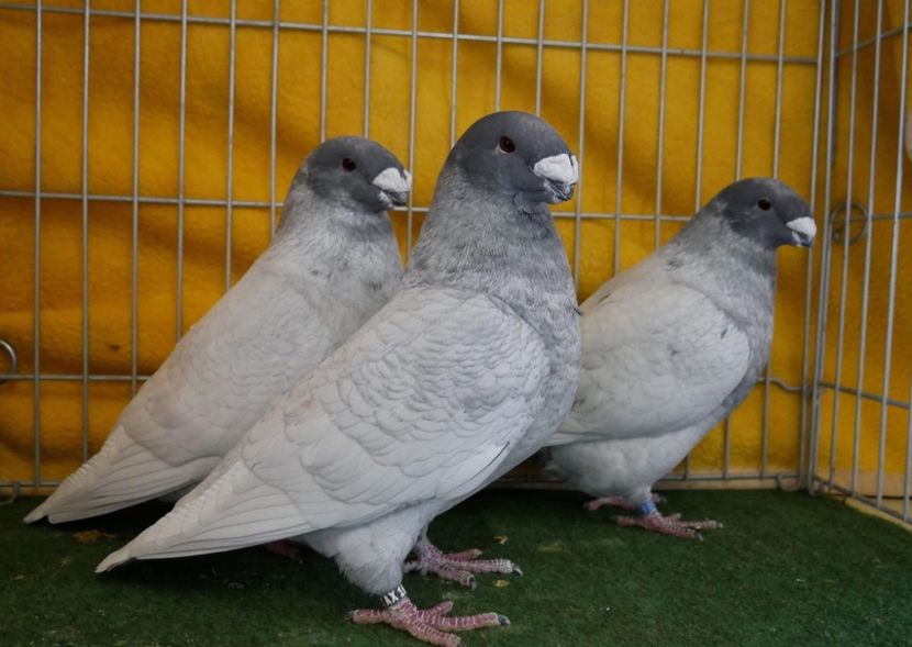  - Nu îmi aparțin 9