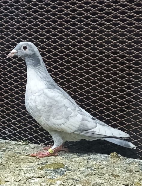  - Nu îmi aparțin 9