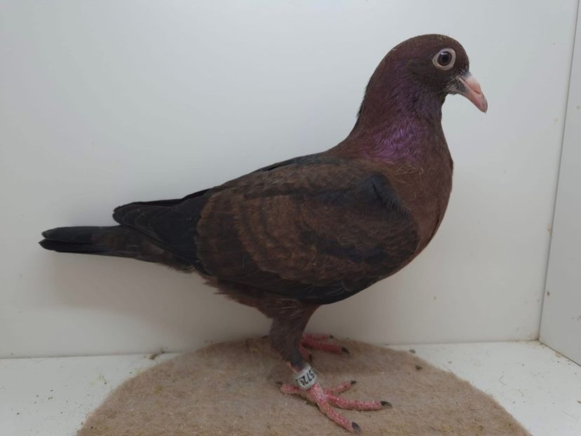  - Nu îmi aparțin 9