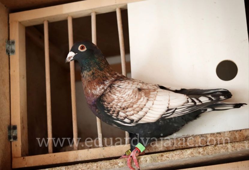  - Nu îmi aparțin 9