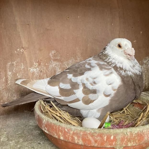  - Nu îmi aparțin 9