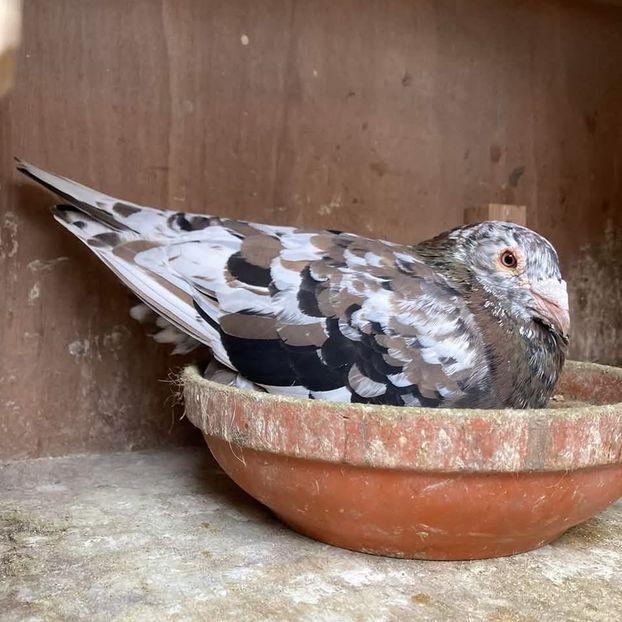  - Nu îmi aparțin 9