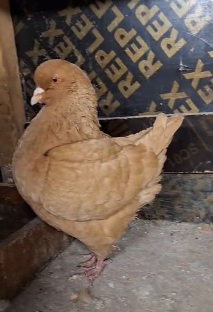 Screenshot_20250302-102323_Messenger - Kingi