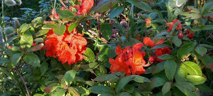 - Azalee si Rhododendroni
