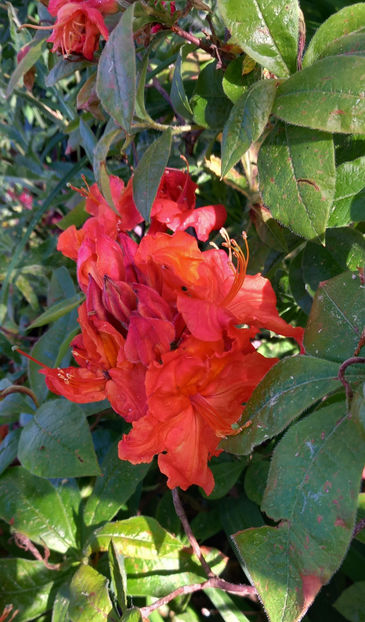  - Azalee si Rhododendroni