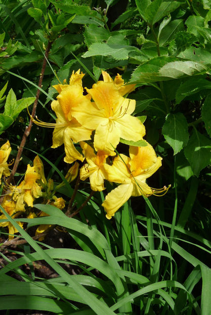  - Azalee si Rhododendroni