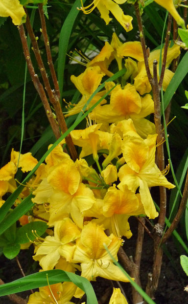  - Azalee si Rhododendroni