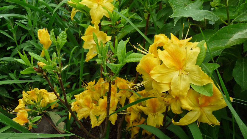  - Azalee si Rhododendroni