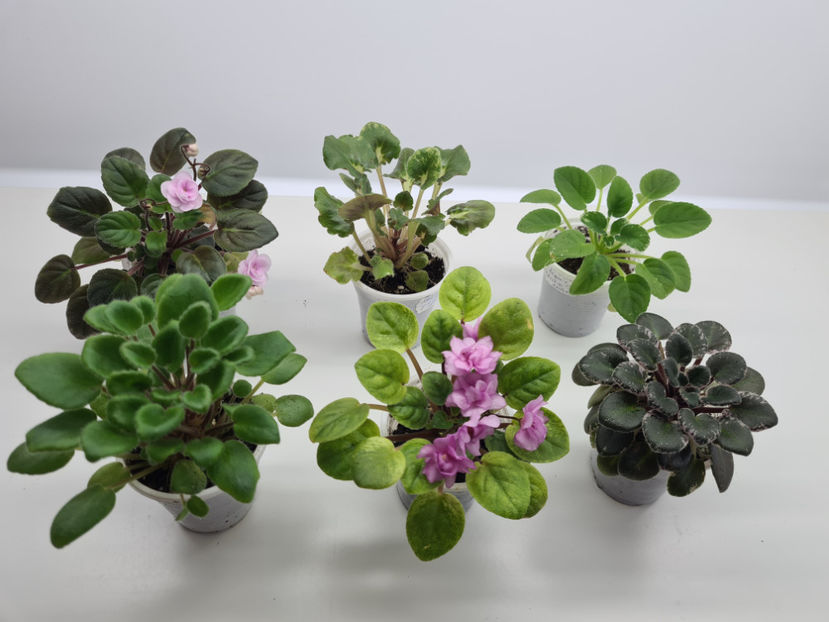  - Violete de colectie de vanzare