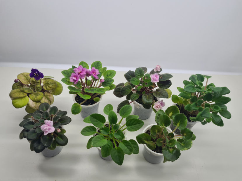  - Violete de colectie de vanzare