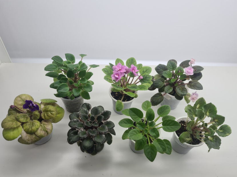  - Violete de colectie de vanzare