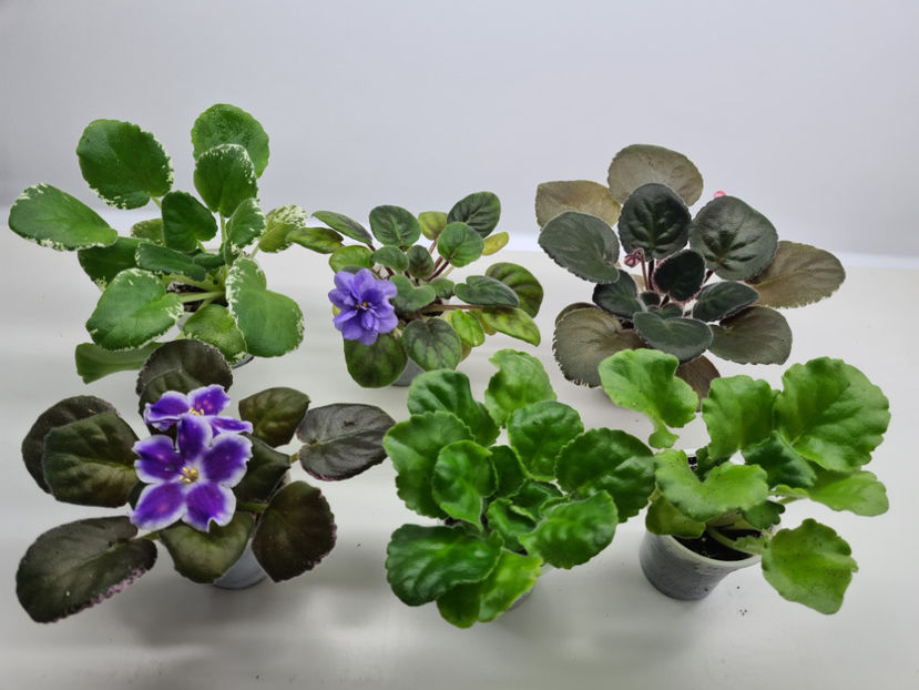  - Violete de colectie de vanzare