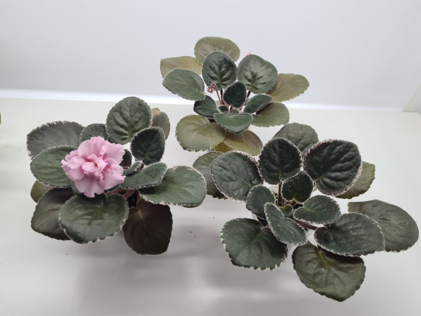 LE-Odaliska - Violete de colectie de vanzare