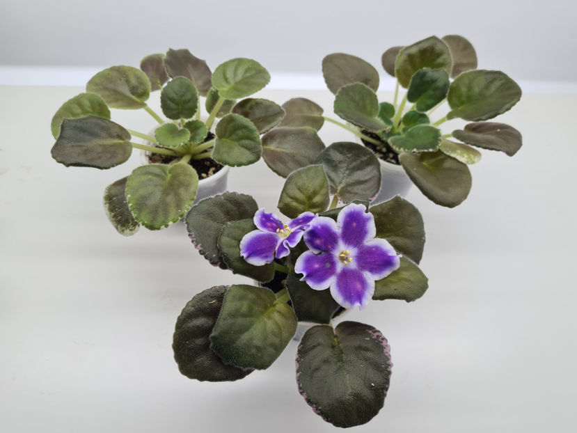 VaT-Tsar Goroh - Violete de colectie de vanzare