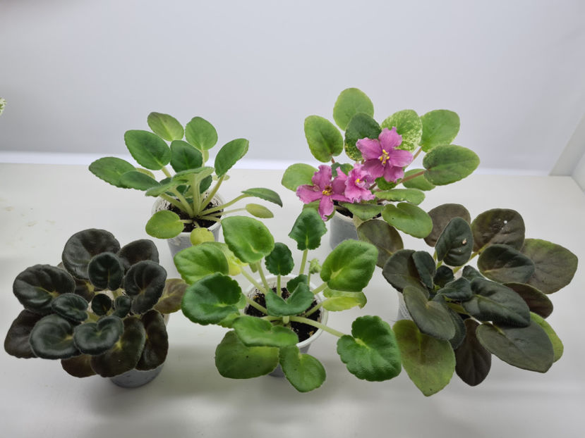  - Violete de colectie de vanzare