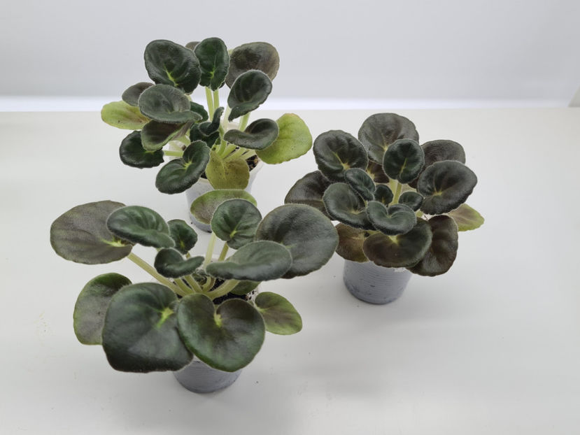 RS-Florencya - Violete de colectie de vanzare