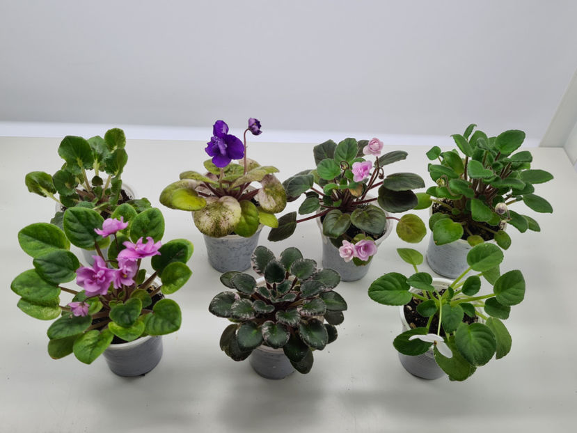  - Violete de colectie de vanzare