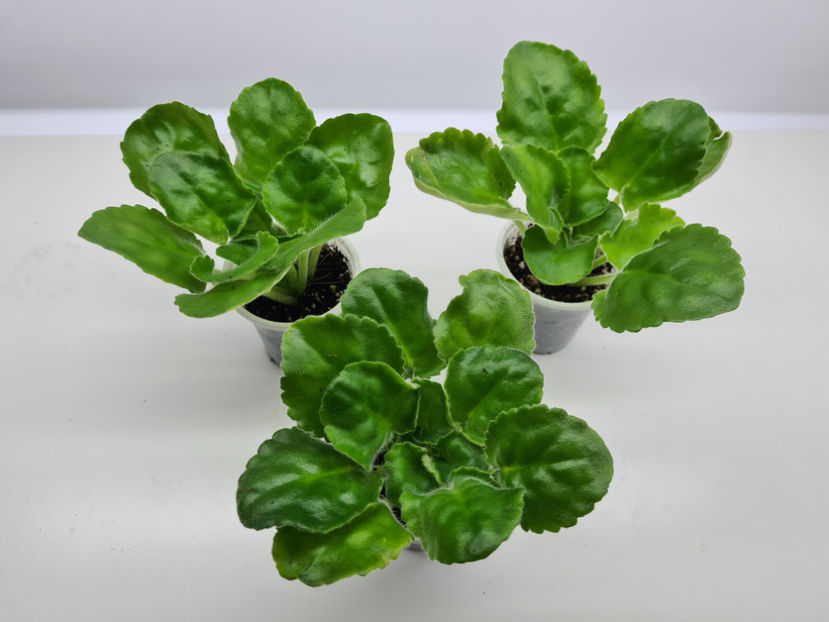 EK-Berendeevo Tsarstvo - Violete de colectie de vanzare