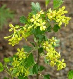 ribes aureum 70cm-20lei - aaPlante fructifere disponibile
