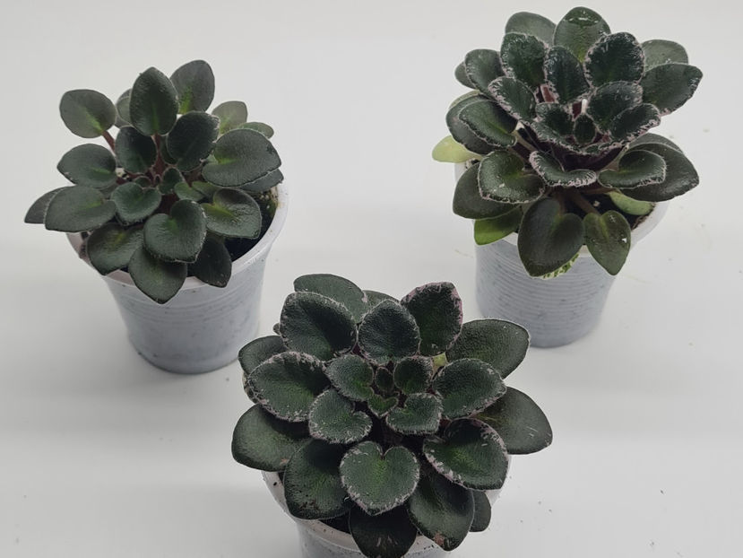 Pink Dove - Violete de colectie de vanzare